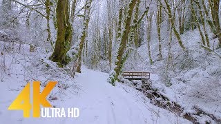 4K Virtual Winter Walk  Walking in a Snow Forest  35 HRS of Crunching Snow Sound [upl. by Nannarb]