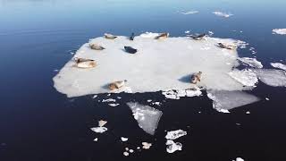 Harbor Seals Drone Footage  New Brunswick Canada [upl. by Patsy209]