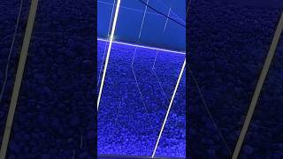 12mmglass decorativefloor glassviralsong short video [upl. by Fronia]