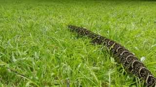 Puff Adder bitis arietans In Our Garden [upl. by Youlton]