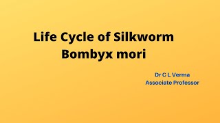 Life Cycle of SilkwormBombyx mori [upl. by Elawalo]