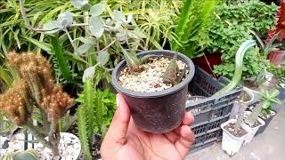 Haworthia limifolia Variegated Propagation  Leaf Propagation of Haworthia Limiffolia Part 2 [upl. by Grant]