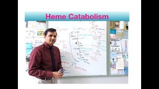 Heme Catabolism Heme Degradation Pathway [upl. by Mcleod589]