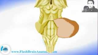 Brainstem Anatomy With Diencephalon [upl. by Norven]