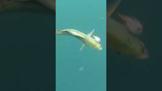 Saltwater fly fishing fish fishing fun [upl. by Aniled]