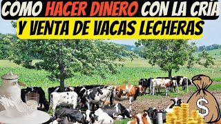 Cómo Hacer Dinero con la Cría y Venta de Vacas Lecheras [upl. by Norrag756]