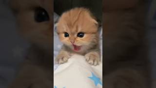 Sleepy Baby Cats 😴💤🥰cat kitten cute funny cutecat funnyvideo meow shorts fyp tiktok [upl. by Anelrad]