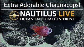 ​​​​Extra Adorable Chaunacops in American Samoa  Nautilus Live [upl. by Latrena]