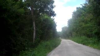 Jaguar On Calakmul Road to the Ruins [upl. by Haizek]