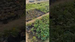 plants greenery hariyali kumbh prayagraj [upl. by Yablon]