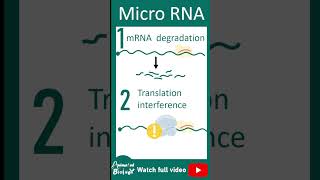 What is miRNA Nobel prize in Medicine 2024 animatedbiology chemistry biologism [upl. by Yole]