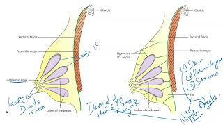 MAMMARY GLAND  BREAST  AXILLARY TAIL OF SPENCE  FORAMEN OF LANGER  MONTGOMERY TUBERCLES [upl. by Englebert]