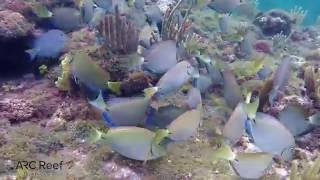 Ocean Surgeon Fish Blue Tangs and Parrot Fish in Same School Eating Algae [upl. by Ydor]