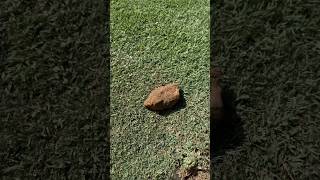 Rocks and debris in bermudagrass lawn  screwdriver test is recommended for new construction [upl. by Ricoriki318]