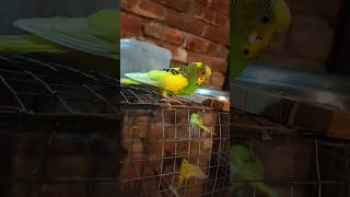 Nice look samsi birds shortvideo bazigar ptbirdlover528 [upl. by Xavler]