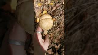 Birch mushroom bolete And even quottwinsquot 🍄 mushrooms ediblemushrooms nature [upl. by Dobrinsky]