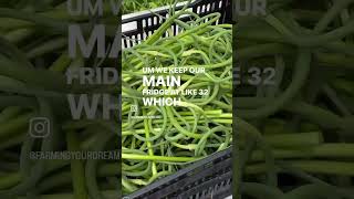 Harvesting Garlic Scapes garlic gardening homesteading vegetables [upl. by Heyman]