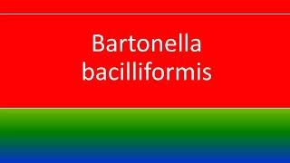 BARTONELLA BACILLIFORMIS [upl. by Sunday]