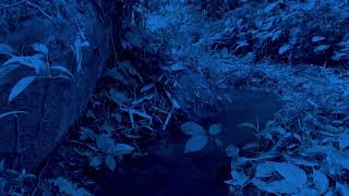 Relaxing Sleep Music and Night Nature Sounds Soft Crickets Beautiful music Deep Sleep Music [upl. by Beuthel]