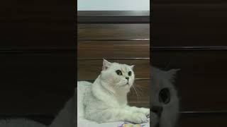 Kedimi Taramaya Nasıl Alıştırdım Furminator Tarak  Kedim Konuşuyor  Kedi Videoları  Cat Videos [upl. by Azitram]