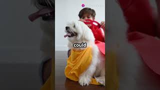 Crazy dog hearing skills doglover dog cutedog explore explorepage viralvideo viralshorts [upl. by Ssew91]