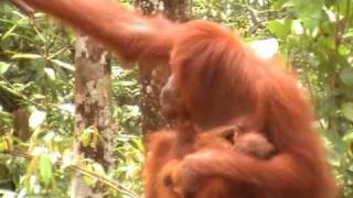 Steppes Discovery Borneo Orangutan Baby Feeding [upl. by Qifar]