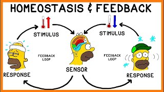 Homeostasis in Action How Your Body Regulates Temperature  IGCSE  MCQs [upl. by Winer]