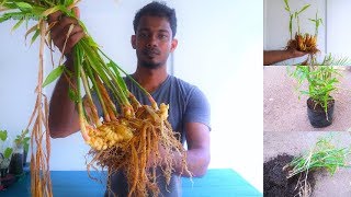 How to Grow amp Propagate Ginger at Home from rhizome ampRoot to harvest Full Update VideoGREEN PLANTS [upl. by Afatsom]