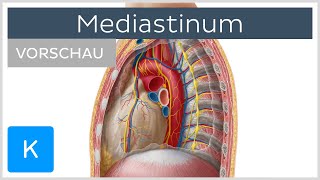 Mediastinum  Überblick Vorschau  Kenhub [upl. by Aeriela]