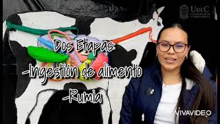 Sistema Digestivo De Los Rumiantes I Parte [upl. by Otilopih65]