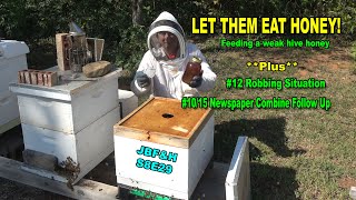 Let Them Eat Honey S8E29 beekeeping [upl. by Emilia]