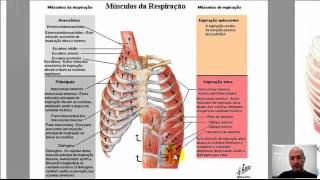 VídeoAula Mecânica Ventilatória  33  Professor Totó  Ventilação Pulmonar [upl. by Hirza]