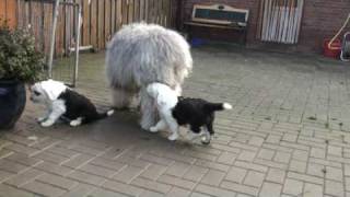 Old English Sheepdogpuppies 6 weeks playing with their father Tom [upl. by Elleinod]