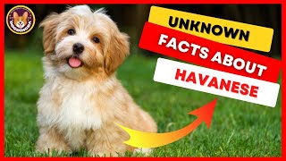 Top 9 Facts About Havanese Dog Breed Facts and Information  DogDingDa [upl. by Stephania]