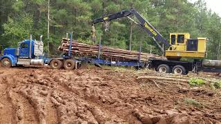 Loblolly pine thinning operation [upl. by Isabea]