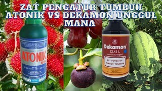 ZAT PENGATUR TUMBUH ATONIK Vs DEKAMON UNGGUL MANA [upl. by Aztiray404]