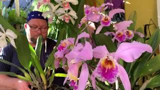 BRASILAELIA PURPURATA ou CATTLEYA PURPURATA Dicas para você cultivar essa linda orquídea [upl. by Shumway]