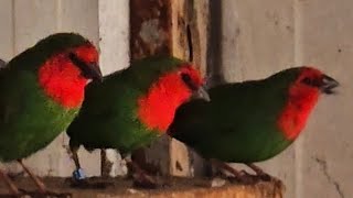 Parrot Finches [upl. by Ydissak658]