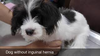 Final Video How to spot an inguinal hernia in the dog [upl. by Borras323]