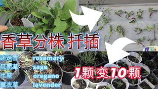 💯超简单的水扦插土扦插法，适用于各种香草Super simple water cuttingsoil cutting method suitable for all kinds of herbs [upl. by Nytsirc]