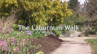 VanDusen Botanical Garden The Laburnum Walk [upl. by Ycnalc262]