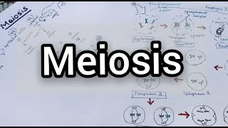 Meiosis  Meiosis Cell Division  Reduction division  Hindi   Meiosis Stages [upl. by Cawley343]