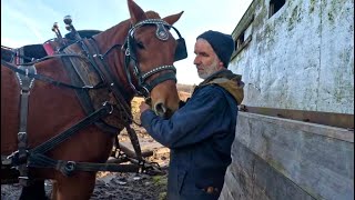 DUKES FIRST TIME SPREADING MANURE  Training Draft Horses 572 [upl. by Krasnoff419]