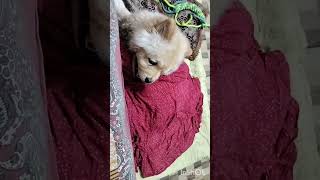 Zzzz zzzz zzzz  chowchow devrajsvlog [upl. by Woehick]