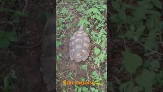 Star tortoise 🐢 in forest trending youtubeshorts shorts [upl. by Leciram]