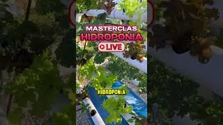 Aprende hidroponia paso a paso cultivarencasa jardin cultivaencasa plantas hidroponía [upl. by Drofnelg]