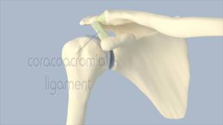 Acromioclavicular Joint Anatomy [upl. by Neeham896]