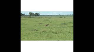 Mother Lioness Hunts Warthog  BBC Earth [upl. by Dynah]