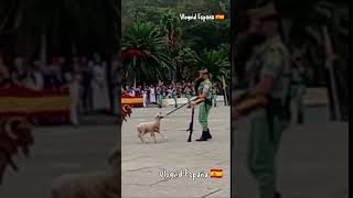 Las Mascotas de la Legión Hoy No Querían Desfilar [upl. by Suoirad]