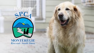 Welcome to SPCA Montérégie [upl. by Renfred]